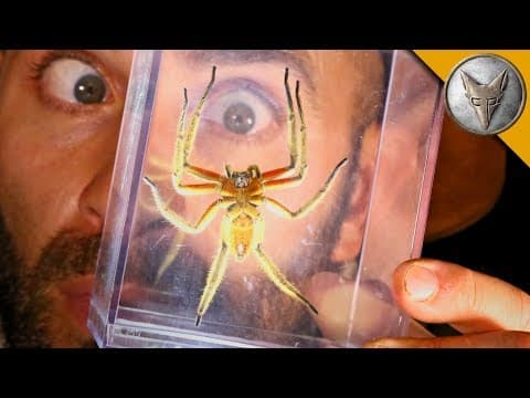 DANGEROUS Jungle Spider! thumbnail