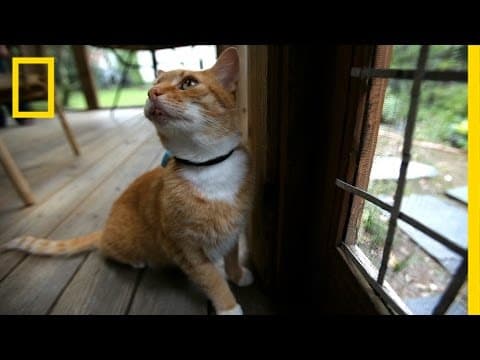 Where Your Cat Goes May Blow Your Mind | National Geographic thumbnail