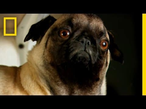 Stuffing Dead Pets | Taboo: Pets thumbnail