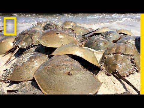 Horseshoe Crabs Mate in Massive Beach "Orgy" | National Geographic thumbnail