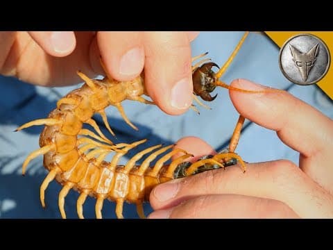 Centipede Bite Worse Than ALL Stings?! thumbnail