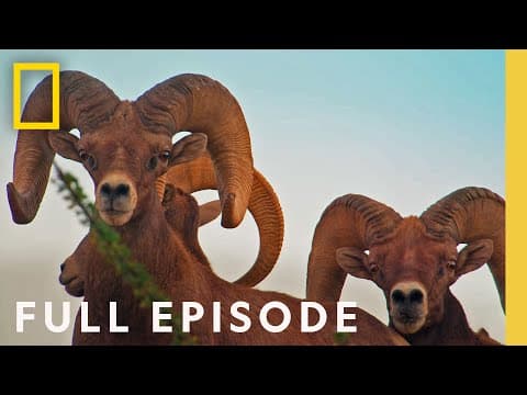Big Bend: In the Heart of Texas (Full Episode) | America's National Parks thumbnail