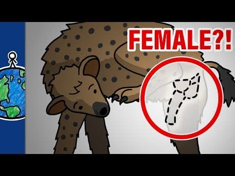 Why Do Female Hyenas Have Pseudo-Penises?! thumbnail