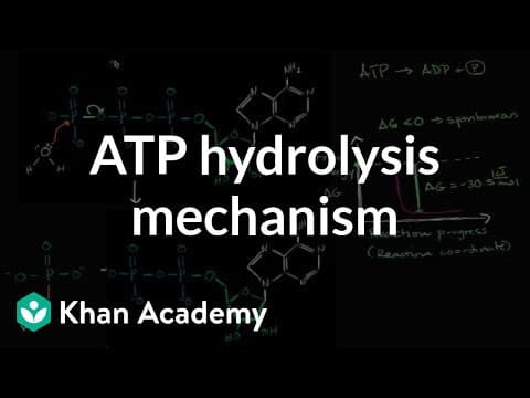 ATP hydrolysis mechanism | Energy and enzymes | Biology | Khan Academy thumbnail