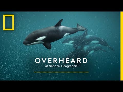 The Secret Culture of Orcas | Podcast | Overheard at National Geographic thumbnail