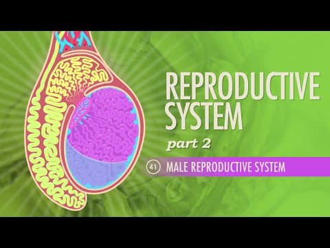 Reproductive System, Part 2 - Male Reproductive System: Crash Course Anatomy & Physiology #41 thumbnail