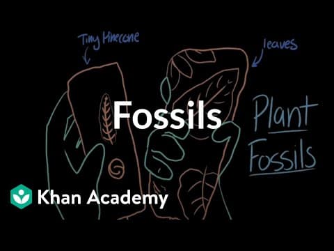 Fossils | Evolution | Middle school biology | Khan Academy thumbnail