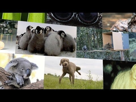 Top 10 Cutest Animals in Science 2014 thumbnail
