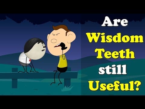 Are Wisdom Teeth still Useful? + more videos | #aumsum #kids #science #education #children thumbnail