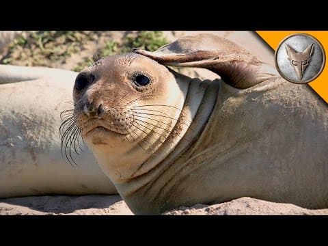 Elephant Seal Research Mission! thumbnail
