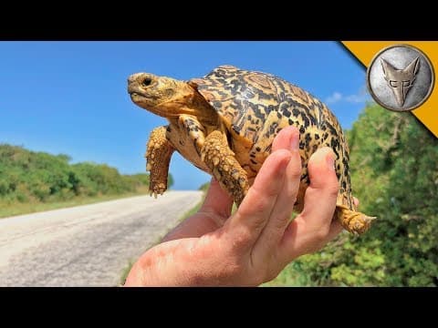 Tiny Tortoise Dodges Traffic! thumbnail
