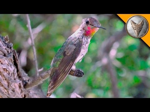 Amazing Hummingbird Experience! thumbnail