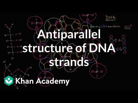 Antiparallel structure of DNA strands | Biology | Khan Academy thumbnail