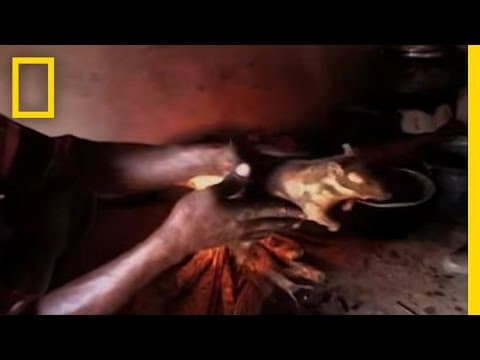 Dead Rat for Dinner | National Geographic thumbnail