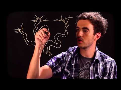 How to Draw the Arbutus Tree thumbnail
