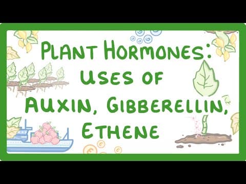GCSE Biology - Plant Hormones - Uses of Auxin, Gibberellin and Ethene  #53 thumbnail