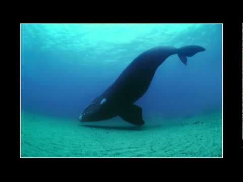 Brian Skerry reveals ocean's glory -- and horror thumbnail