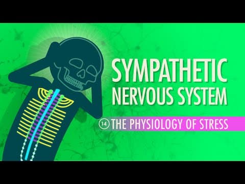 What Is the Sympathetic Nervous System and How Does It Work? thumbnail