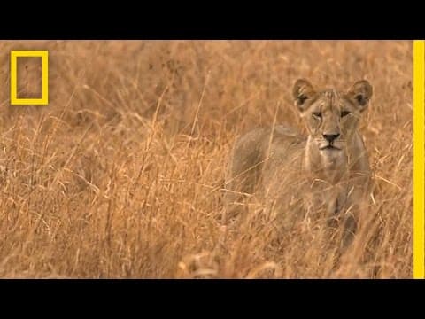 Onward: "Living Walls" Protect Lions, Livestock | National Geographic thumbnail