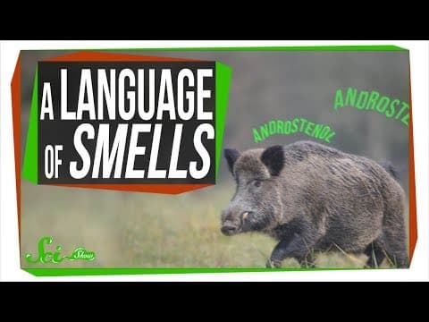 Terpenes: The Most Common Language in the World thumbnail