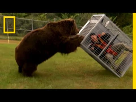 Brown Bear Attack | Dangerous Encounters: Alaska's Bear Country and Beyond thumbnail