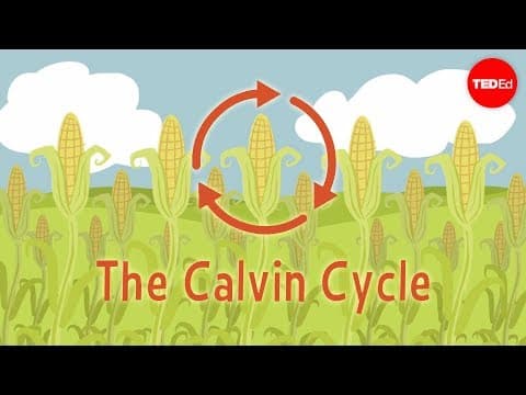How Does the Calvin Cycle Convert CO2 into Glucose? thumbnail