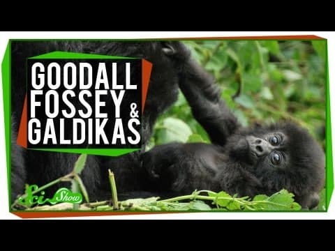 What Are the Contributions of Goodall, Fossey, and Galdikas? thumbnail