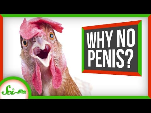 Why Did the Rooster Lose Its Penis? thumbnail