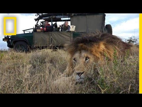 How Engineers Hack Cameras to Photograph and Study Sharks and Lions | National Geographic thumbnail