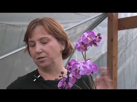Gardening for Trees & Plants : Blooming & Budding of Orchids thumbnail