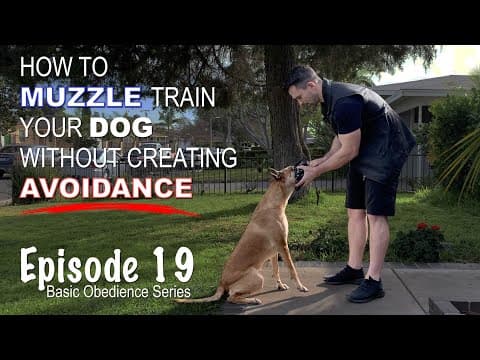 How to Muzzle Train Your Dog Without Creating Avoidance. Episode 19 thumbnail
