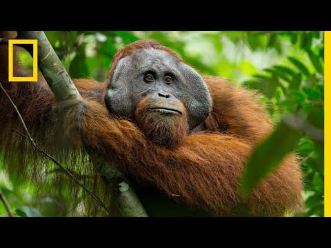 What Can We Learn From the Secret Life of Orangutans? thumbnail