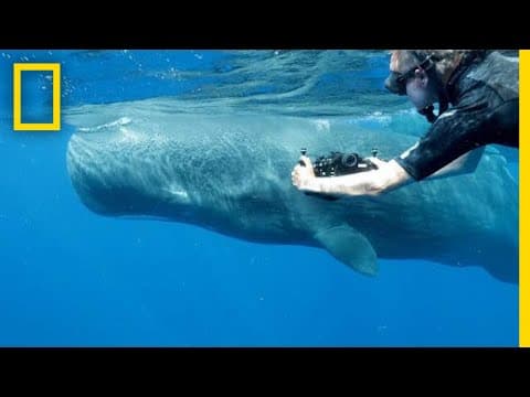 What Sperm Whales Can Teach Us About Humanity | National Geographic thumbnail