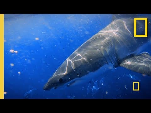 Deterring Sharks With an Electric Field  | Shark Attack Files thumbnail