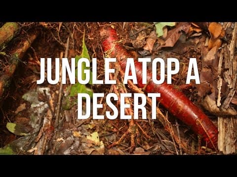 Jungle Atop A Desert thumbnail