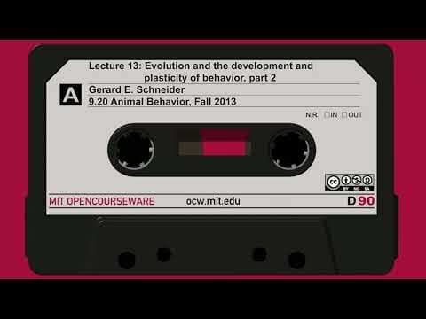 Lec13: Evolution and the development and plasticity of behavior, part 2 thumbnail