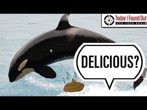 Why Do People Eat Whale Poop? thumbnail