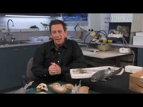 The mother fish: by Nature Video thumbnail