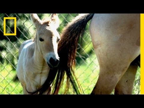 Endangered Horse Birth | National Geographic thumbnail