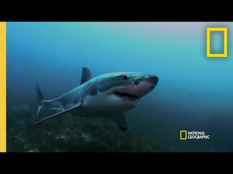 The Dangers of Shark Nets  | When Sharks Attack thumbnail
