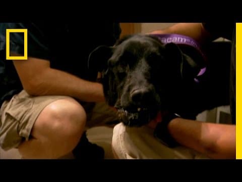 Doggie Dentistry | National Geographic thumbnail