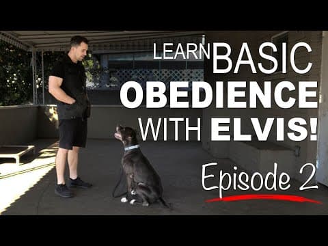 How to Train Basic Obedience Commands for Dogs thumbnail