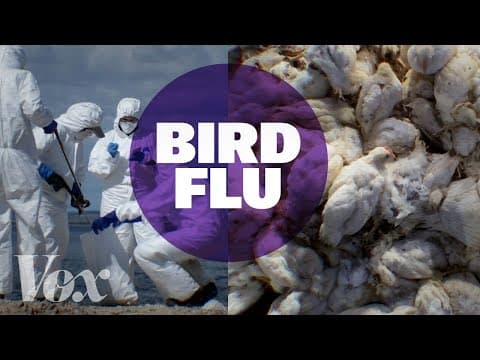 Is it time to worry about bird flu? thumbnail