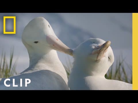Albatross Love Story | Incredible Animal Journeys | National Geographic thumbnail