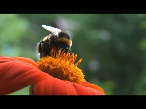 The buzz about pesticides - by Nature Video thumbnail