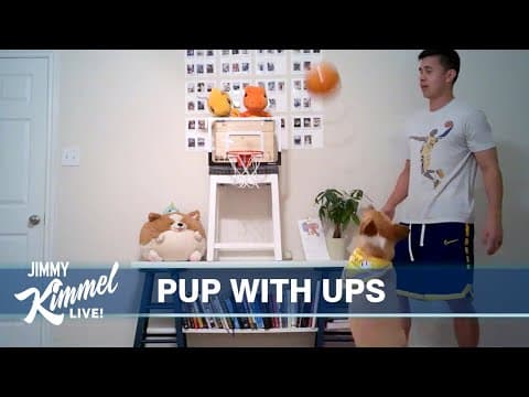 Corgi Attempts “Kobe” Trick Shot thumbnail