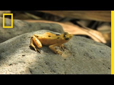 Frogs vs. Fungus | National Geographic thumbnail
