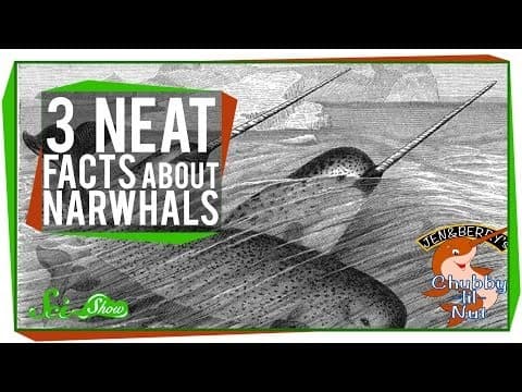 3 Neat Facts About Narwhals (Including: They're Real!) thumbnail