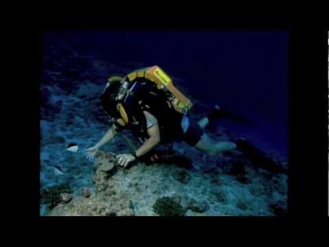 Richard Pyle: Exploring the reef's Twilight Zone thumbnail