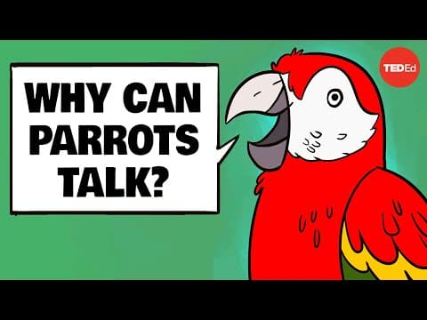 Why can parrots talk? - Grace Smith-Vidaurre and Tim Wright thumbnail